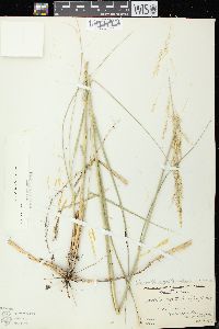 Calamovilfa longifolia image