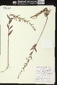 Scutellaria galericulata image