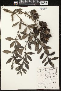 Baptisia bracteata image