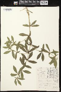 Baptisia bracteata image