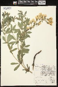 Baptisia bracteata image