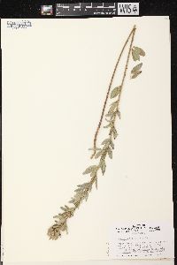 Lespedeza capitata image