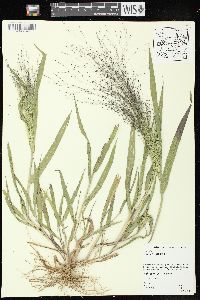 Panicum capillare subsp. capillare image