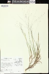 Digitaria cognata image