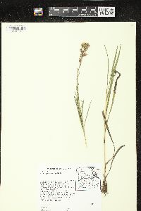 Liatris pycnostachya image