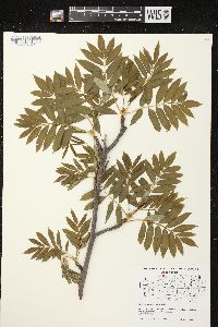 Sorbus americana image