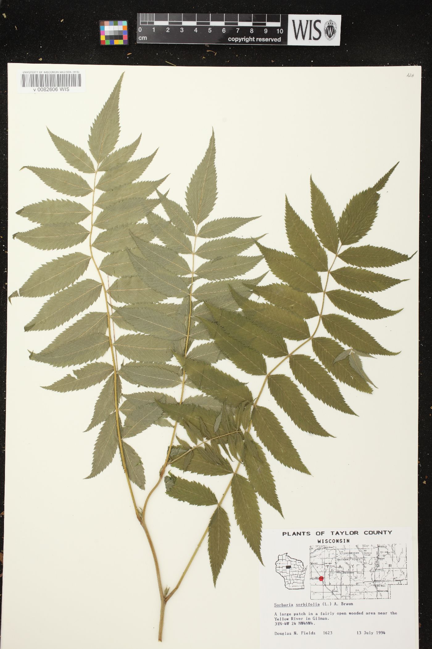 Sorbaria sorbifolia image