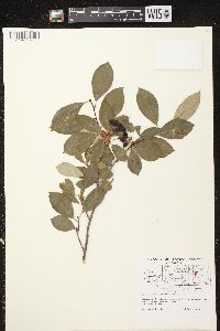 Aronia melanocarpa image