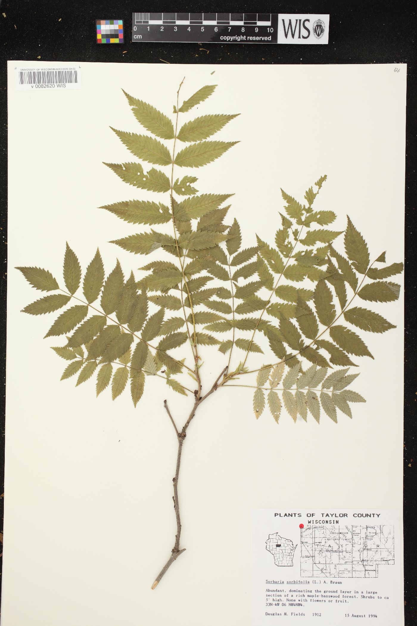 Sorbaria image