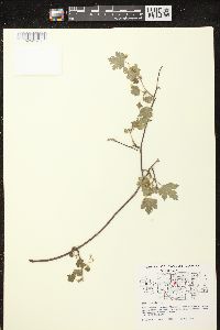 Ribes cynosbati image