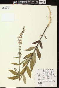 Stachys tenuifolia image