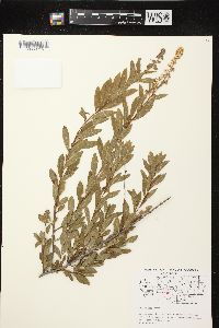 Spiraea alba image