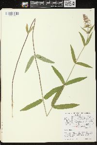 Stachys palustris image