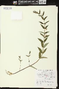 Scutellaria galericulata image