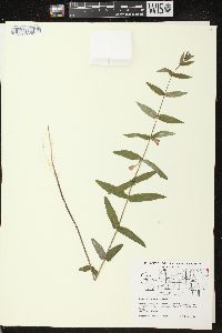 Scutellaria galericulata image