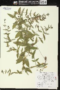 Scutellaria galericulata image