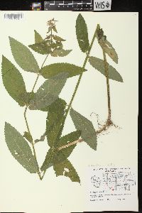 Stachys tenuifolia image