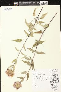 Monarda fistulosa subsp. fistulosa image