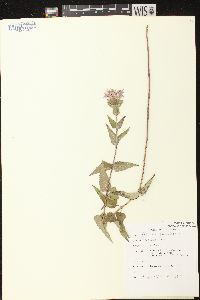 Monarda fistulosa subsp. fistulosa image