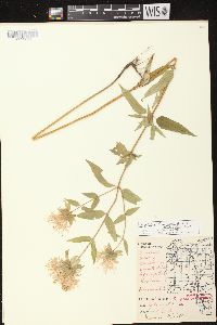 Monarda fistulosa subsp. fistulosa image