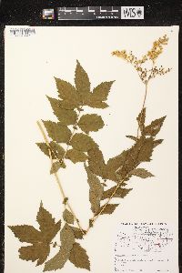 Filipendula ulmaria image