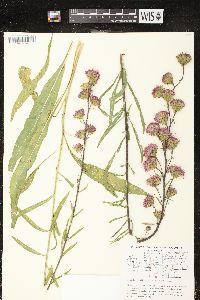 Liatris ligulistylis image