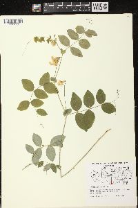 Lathyrus ochroleucus image