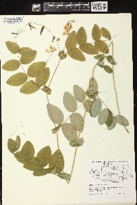 Lathyrus ochroleucus image