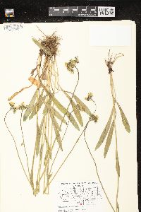 Hieracium piloselloides image