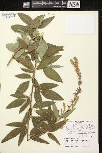 Desmodium canadense image