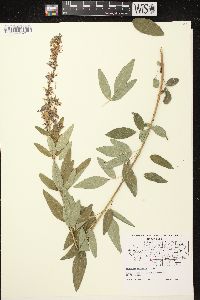 Desmodium canadense image