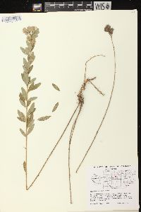 Lespedeza capitata image