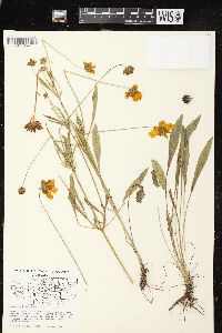 Coreopsis lanceolata image