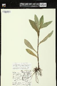 Hieracium scabrum image
