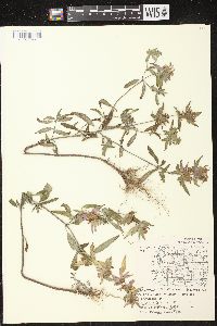 Monarda punctata image