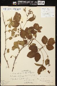Rubus fulleri image