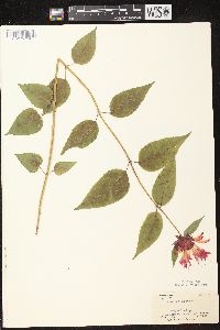 Monarda didyma image