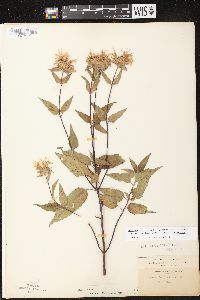 Monarda fistulosa subsp. fistulosa image