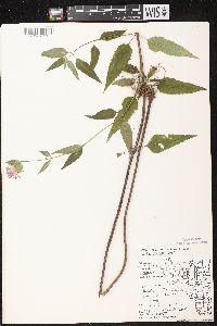 Monarda fistulosa subsp. fistulosa image