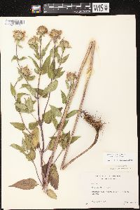 Monarda fistulosa subsp. fistulosa image