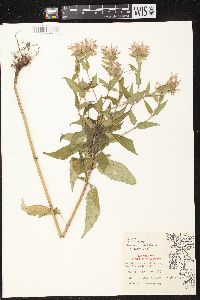 Monarda fistulosa subsp. fistulosa image