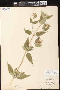 Monarda fistulosa subsp. fistulosa image