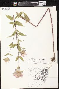 Monarda fistulosa subsp. fistulosa image