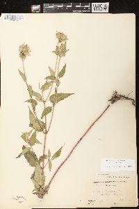 Monarda fistulosa subsp. fistulosa image