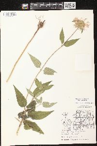 Monarda fistulosa subsp. fistulosa image