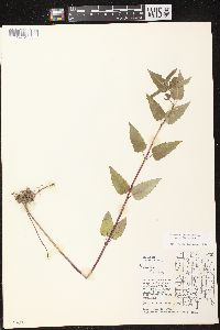 Monarda fistulosa subsp. fistulosa image