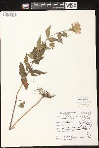 Monarda fistulosa subsp. fistulosa image