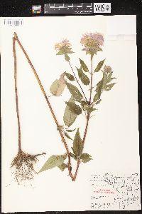 Monarda fistulosa subsp. fistulosa image