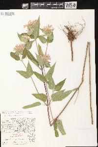 Monarda fistulosa subsp. fistulosa image