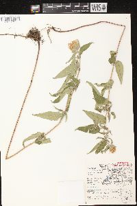 Monarda fistulosa subsp. fistulosa image